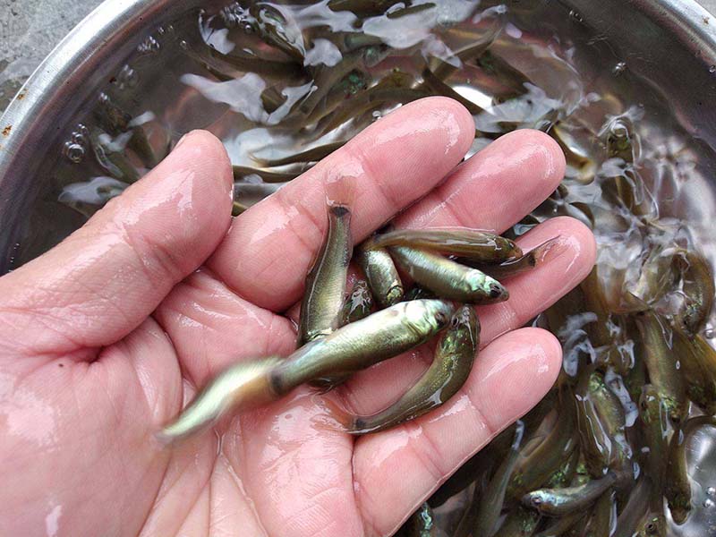 春季水產養殖基本水質調控